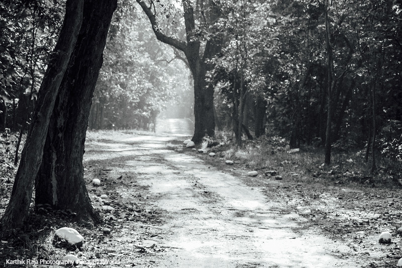 Trail, Rajaji National Park, Uttaranchal, India