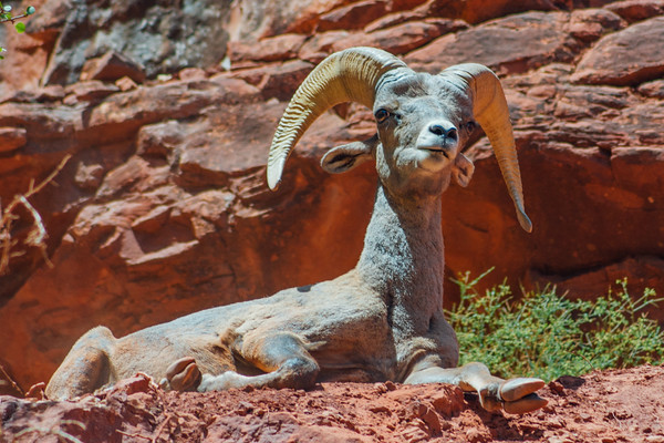 Mountain Ram, Bright Angel Trail, Grand Canyon National Park, Ar