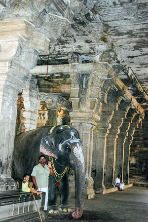 Elephant, Sri Jambukeshwarar Akilandeswari Temple, Thiruvanaikoi