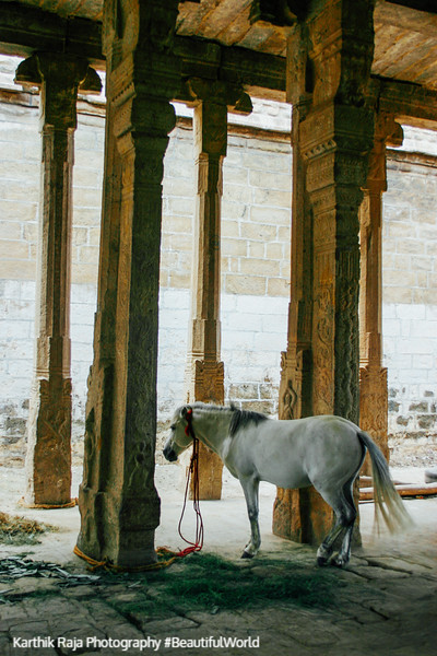 A real horse, Sri Ranganathaaswami Temple, Srirangam, Tiruchirap