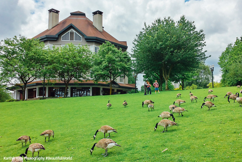 Geese, Governor Tom McCall Waterfront Park, Portland, Oregon