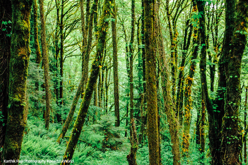 Woods aroun Pittock Mansion, Portland, Oregon
