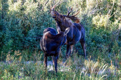 Grand Teton National Park, Wyoming - Moose at Moose Junction