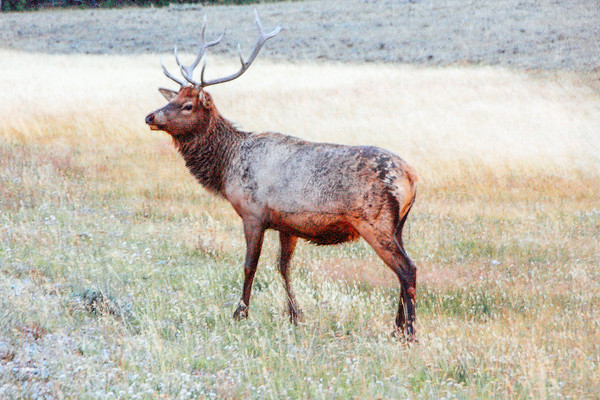 Elk at Dawn, West Entrance - Yellowstone National Park