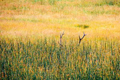 Elk Antlers, Hayden Valley - Yellowstone National Park