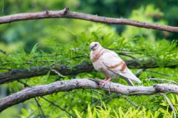 Bird, Retiro park, Madrid, Spain