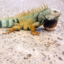 Iguana, Rio Grande, Puerto Rico
