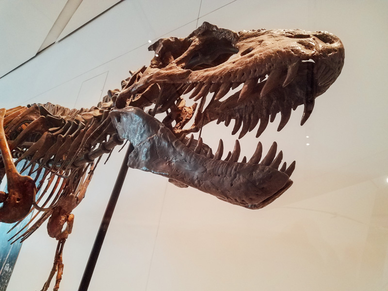 Royal Ontario Museum, ROM, Toronto, Canada