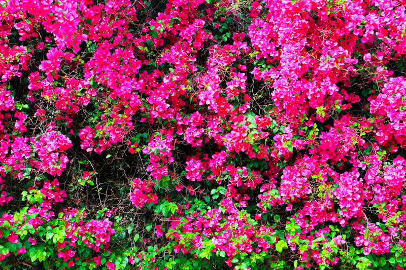 Bougainvillea, Lalbagh Botanical Gardens, Bangalore, Karnataka