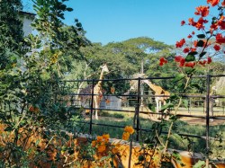 Mysore zoo, Karnataka, India