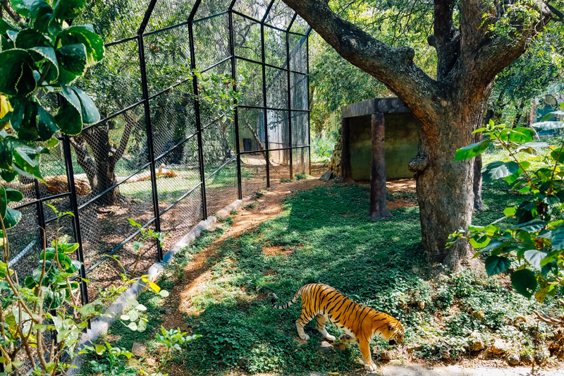 TIger, Mysore zoo, Karnataka, India