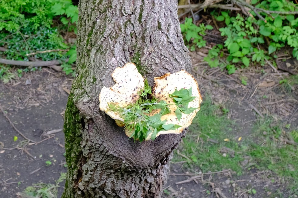 Fujifilm X100f test - compare (10)