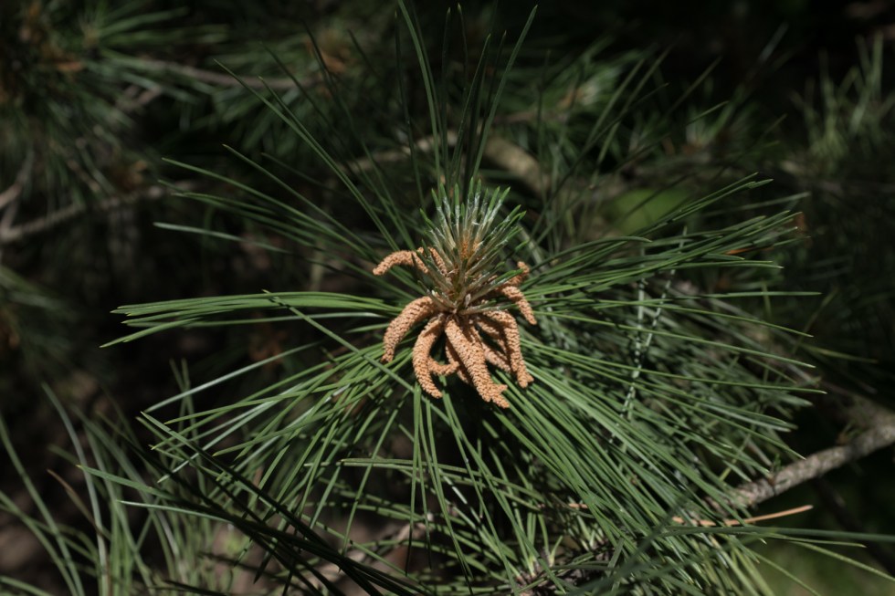 Fujifilm X100f Compare