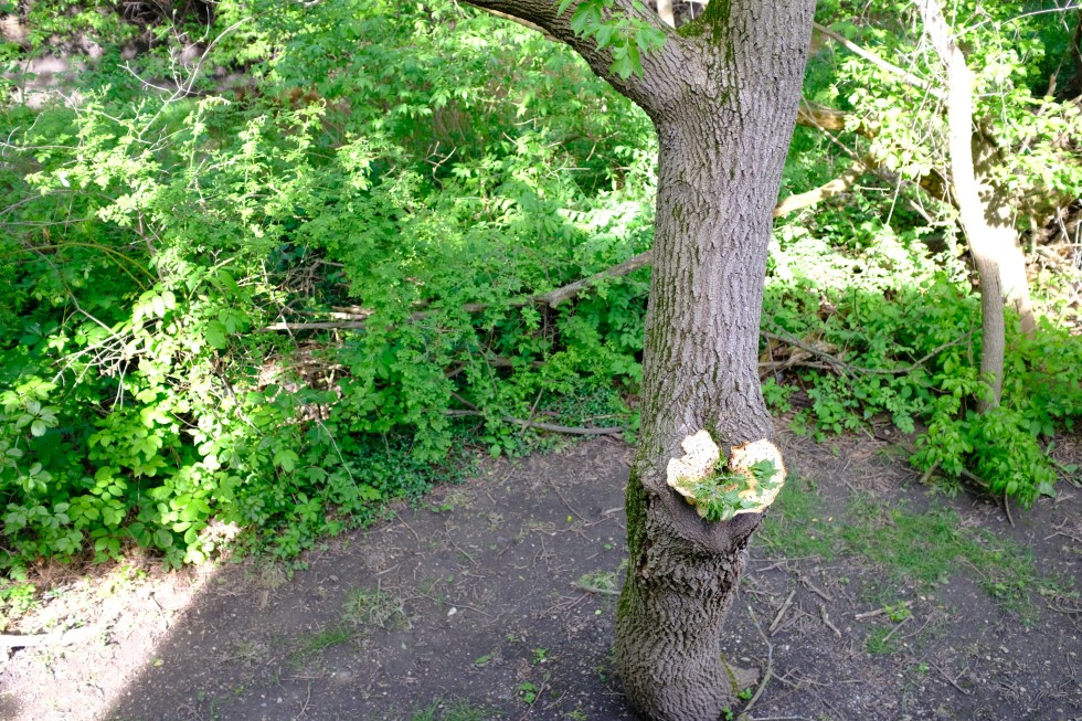 Fujifilm X100f test - compare (7)