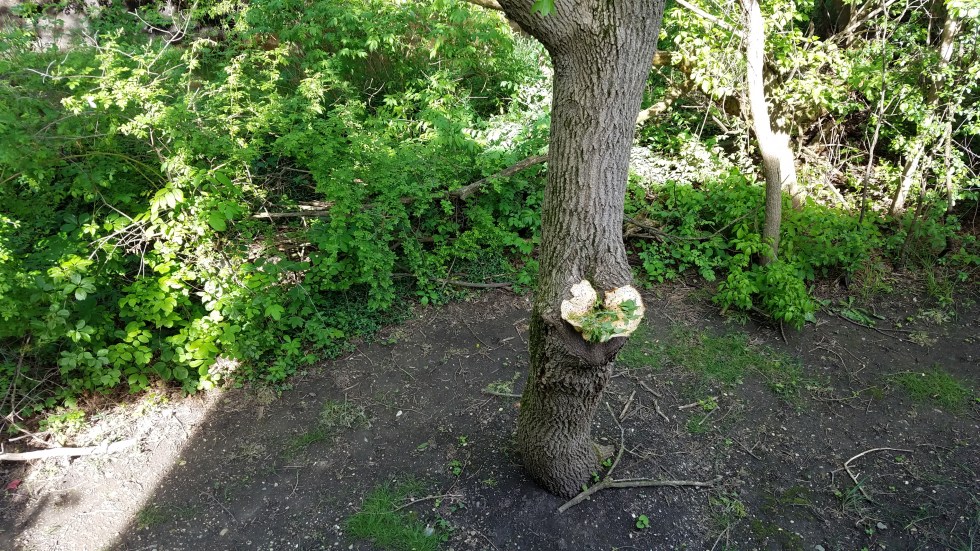 Fujifilm X100f test - compare S7 (11 of 10)