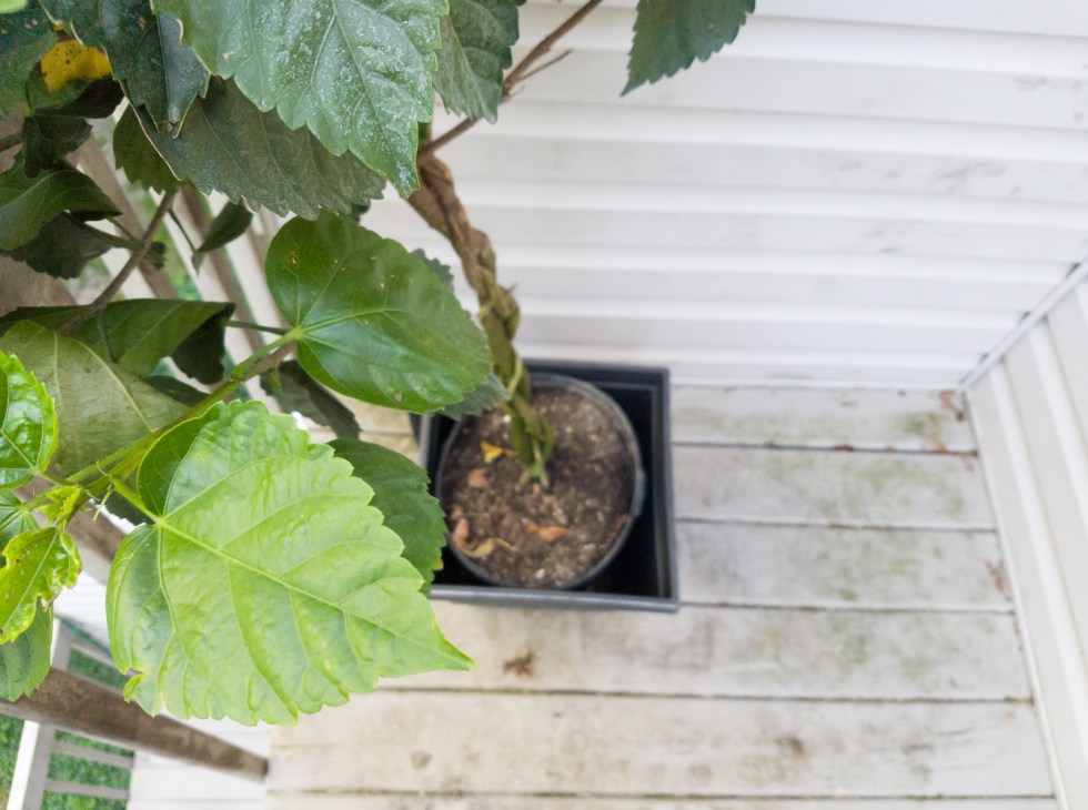 Fujifilm X100f S7 Compare