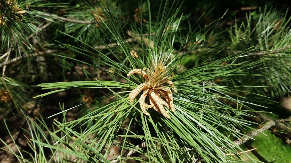 Fujifilm X100f S7 Compare