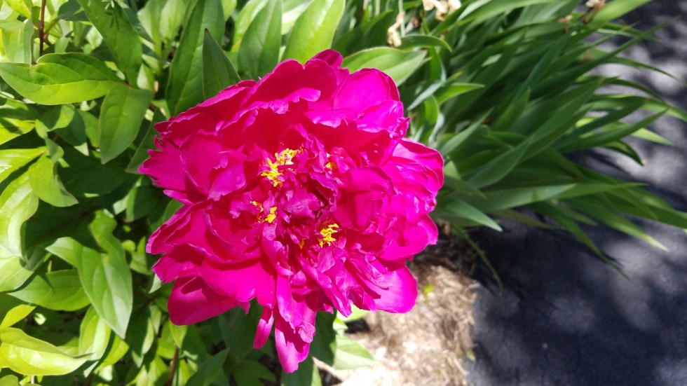 Fujifilm X100f S7 Compare