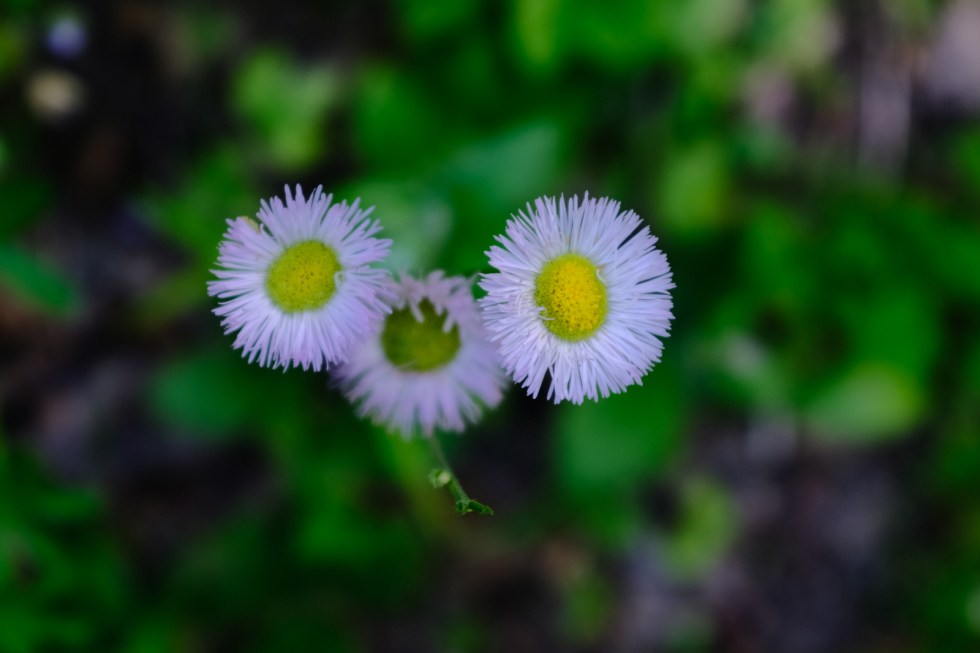 Fujifilm X100f Compare