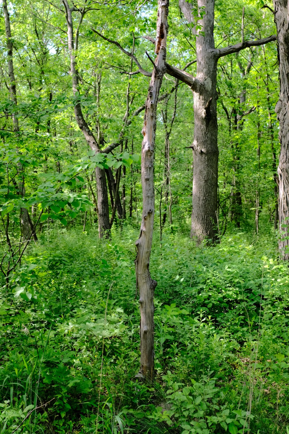 Fujifilm X100f Compare