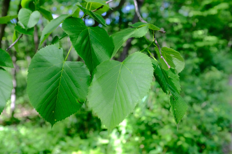 Fujifilm X100f Compare