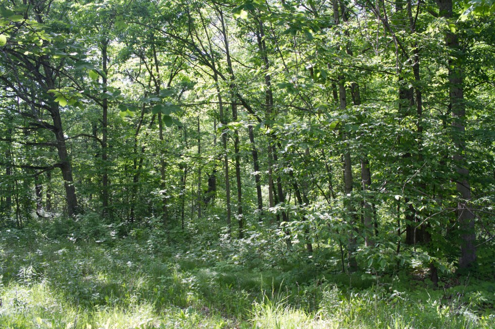 Fujifilm X100f Compare - 7D