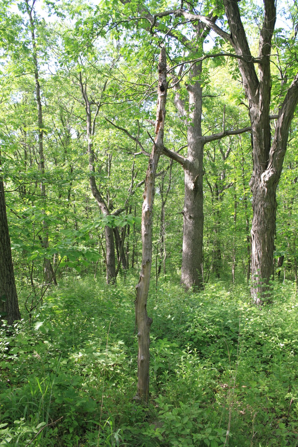 Fujifilm X100f Compare - 7D