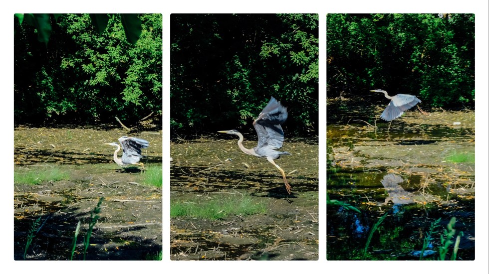 Heron takeoff