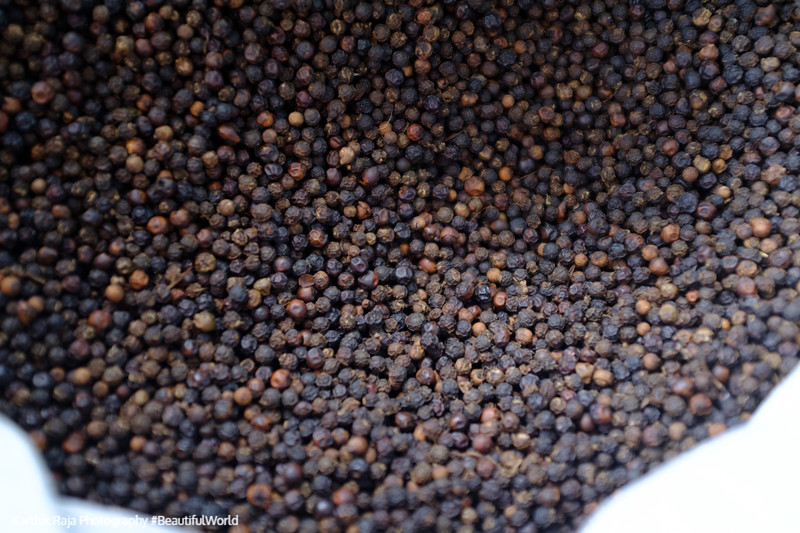Spices, Kodagu District, Karnataka, India