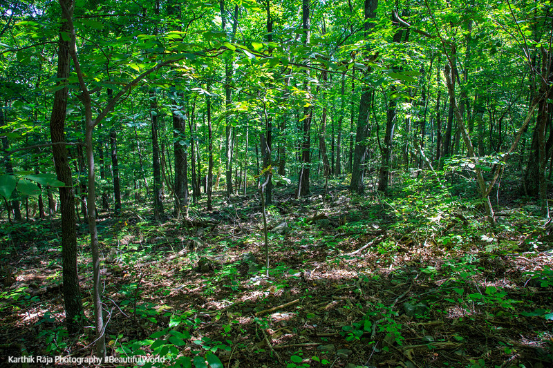 Forest, Fox Hollow Trail, Shenandoah National Park, Virginia