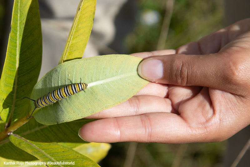 Caterpillar for Monarch Butterfly, Big Meadows, Shenandoah Natio