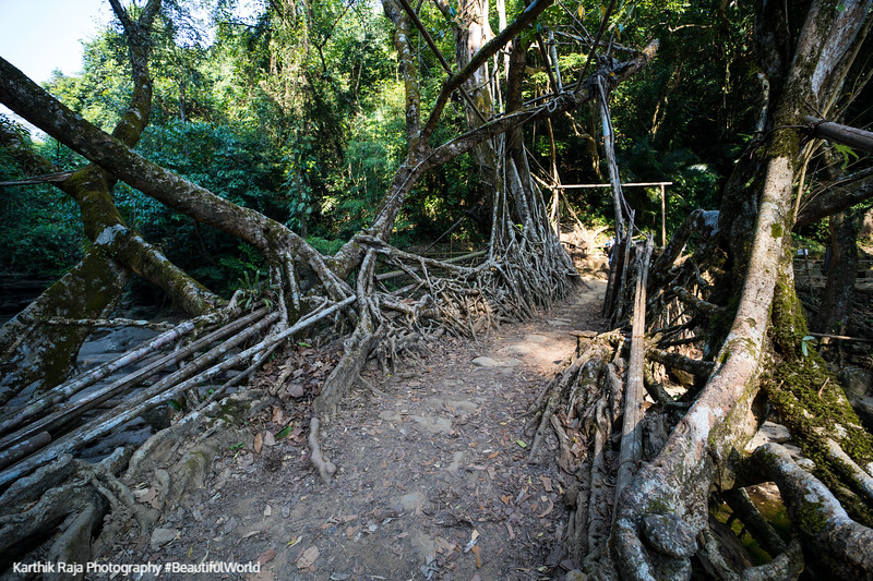 Living Root Bridge, Mawlynnong, Meghalaya