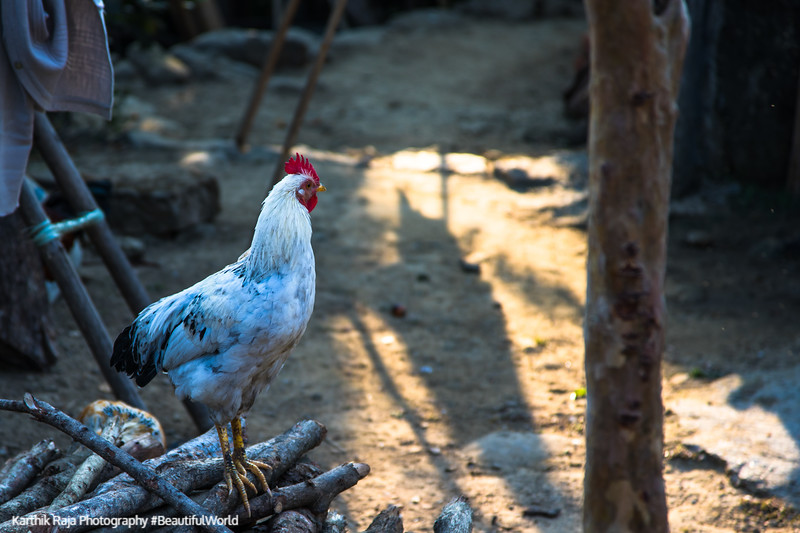 Rooster, Mawlynnong Village, Asia's Cleanest Village, Meghalaya