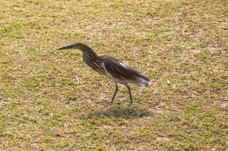Birds, Gardens, Victoria Memorial, Kolkata, India