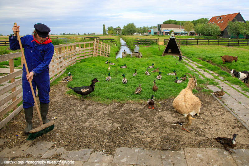 Cheese Farm Catharina Hoeve animals, Zaanse Schans, Netherlands