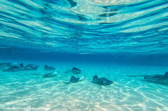 Sting Rays in Cayman Islands